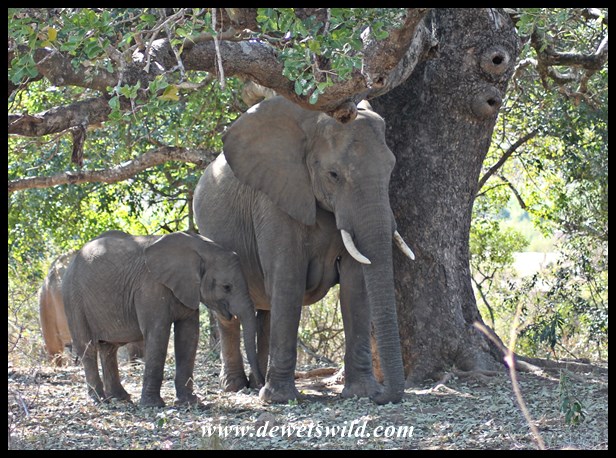 Mother and child on the Sabie River road
