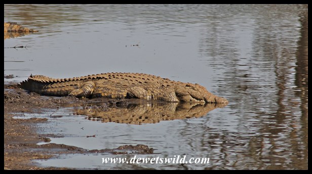 Crocodile reflection on Sunset Dam