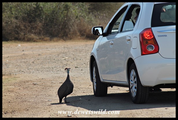 Helmeted guineafowl hoping for handouts