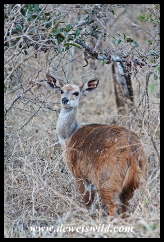 Bushbuck are common near Skukuza