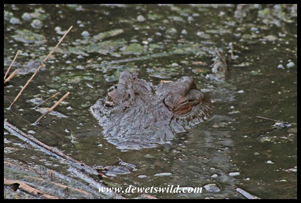 Crocodile camouflage