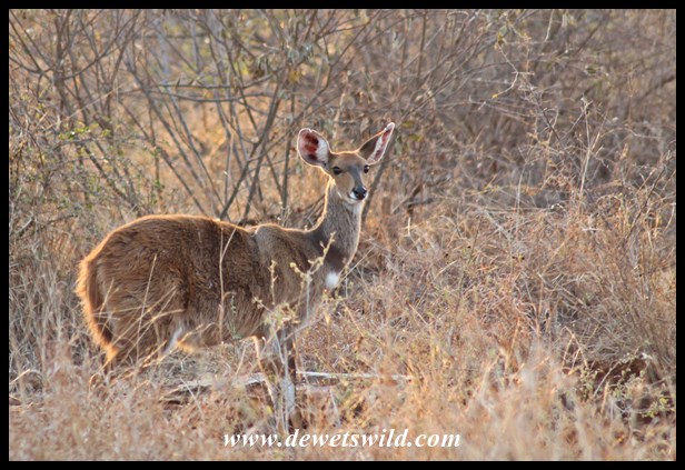 Bushbuck are common near Skukuza