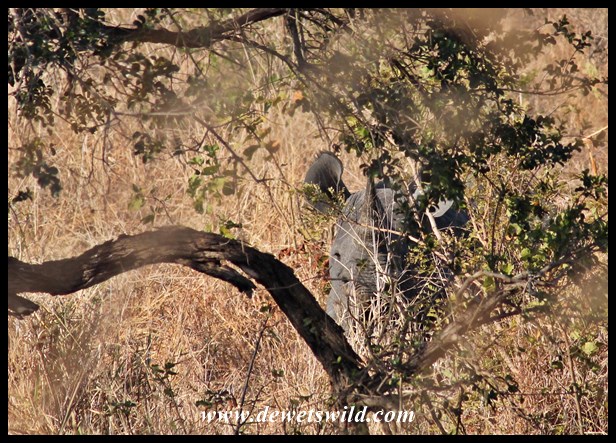 Black rhino playing hide-and-seek
