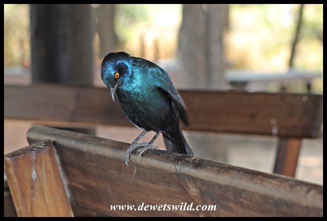 Praying before eating at Afsaal Picnic Spot