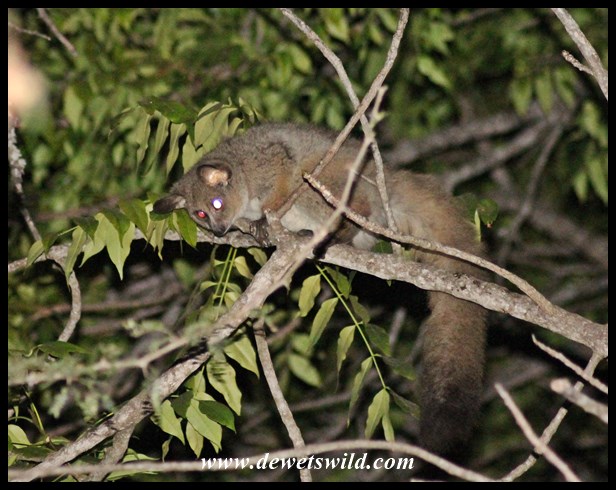 Walk around in camp after dark and you're bound to come across the thick-tailed bushbabies