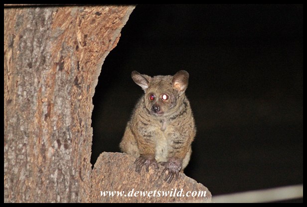 Walk around in camp after dark and you're bound to come across the thick-tailed bushbabies