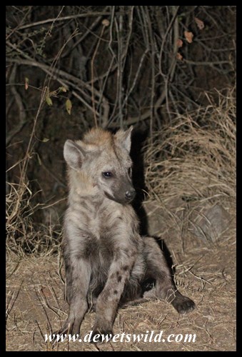 Hyenas patrol the fence at night, hoping for (illegal) handouts from campers