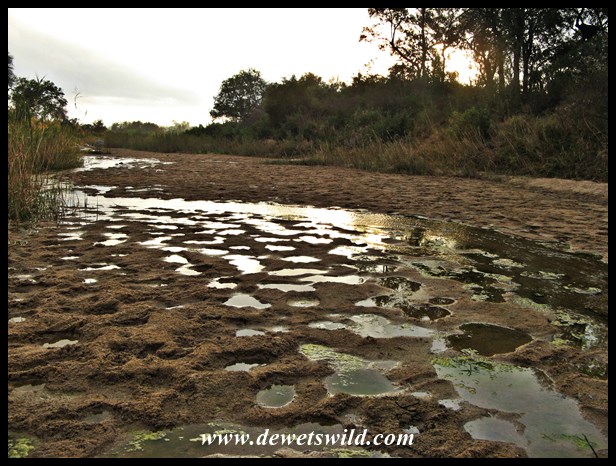 Reflections in animal track-puddles
