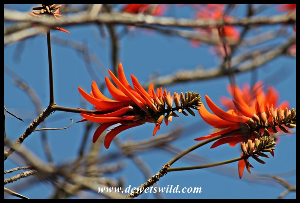 Early signs of spring