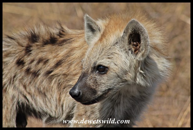 Young spotted hyena near Transport Dam