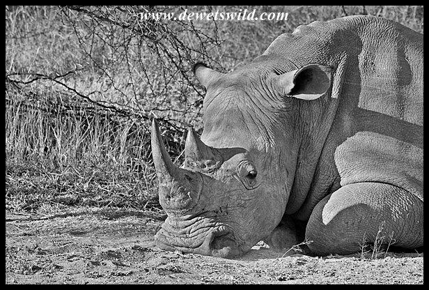 Is there a reason for this white rhino to look so despondent on World Rhino Day?