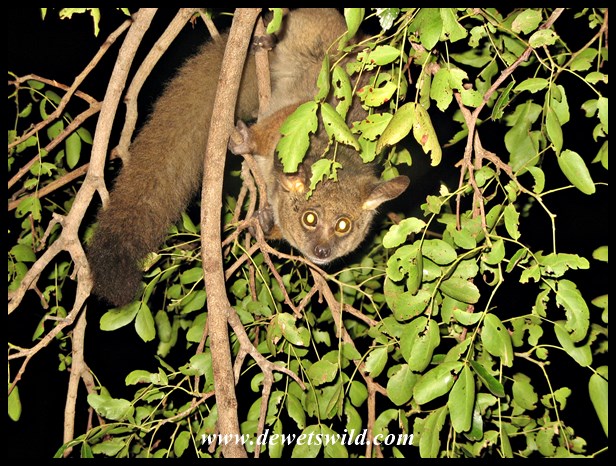 At night, Skukuza's bushbabies come out to play