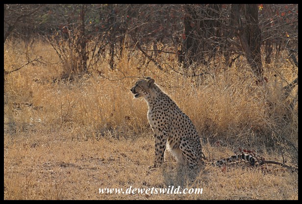 Cheetahs near Shingwedzi, 27 September 2014