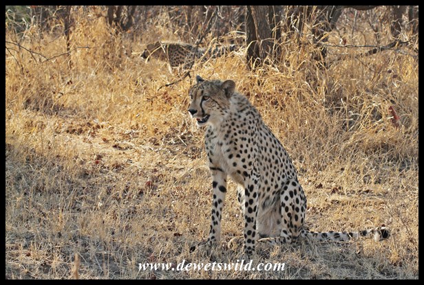 Cheetahs near Shingwedzi, 27 September 2014