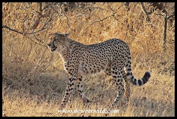 Cheetahs near Shingwedzi, 27 September 2014