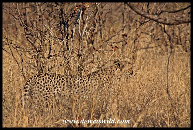 Cheetahs near Shingwedzi, 27 September 2014