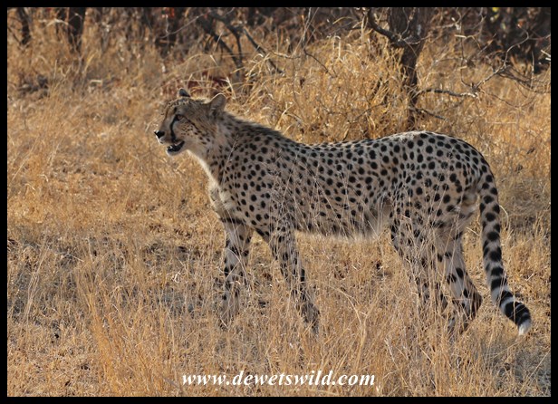 Cheetahs near Shingwedzi, 27 September 2014