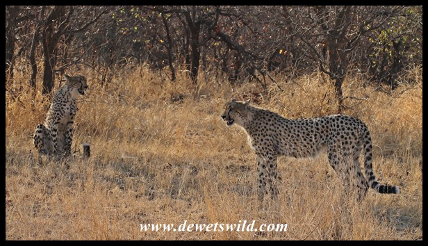 Cheetahs near Shingwedzi, 27 September 2014