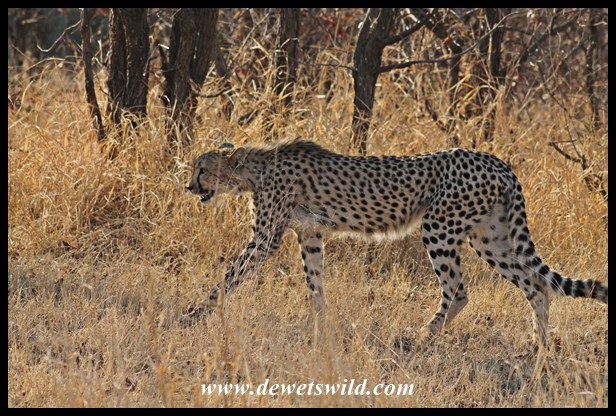 Cheetahs near Shingwedzi, 27 September 2014