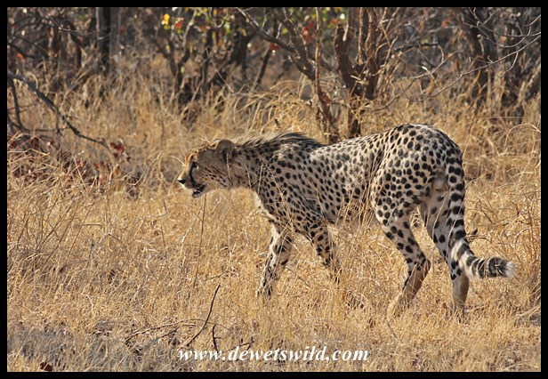 Cheetahs near Shingwedzi, 27 September 2014