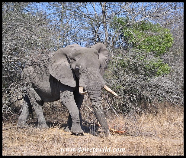 Elephant, Nwaswitsontso Loop