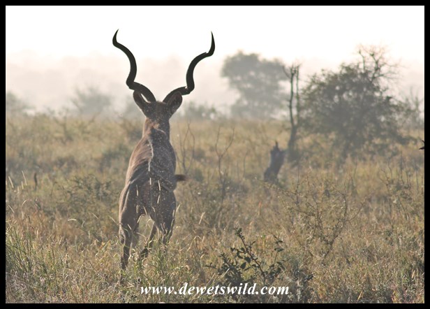 Fleeing kudu, H1-4