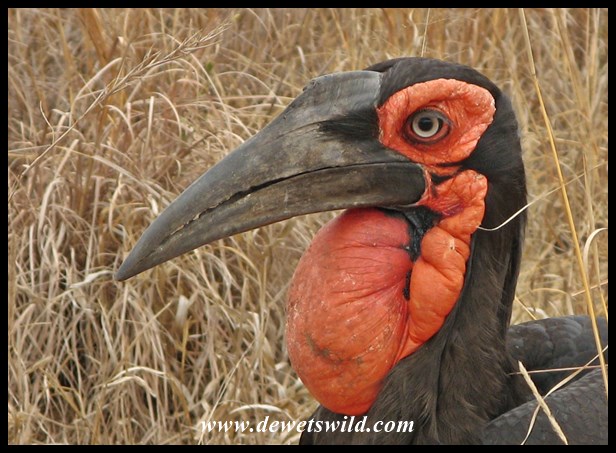 Ground hornbill, S100