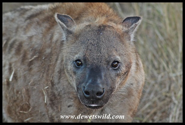 Hyena, H6