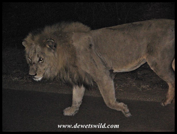 Satara Night Drive Lion