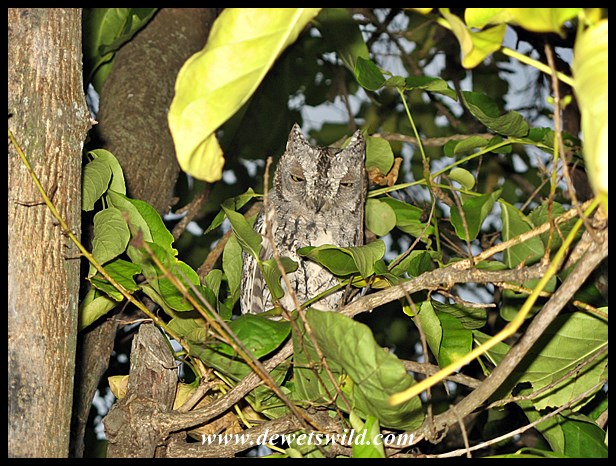Scops owl