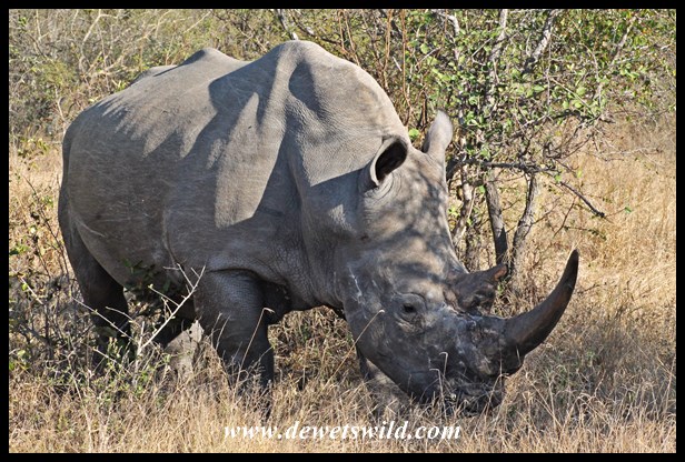 The south of Kruger is a stonghold of the white rhino