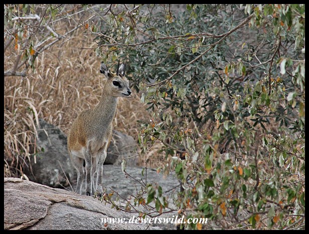 Klipspringer are commonly seen on the hills along the H1-1
