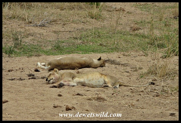 Sleepy lions on the H1-1