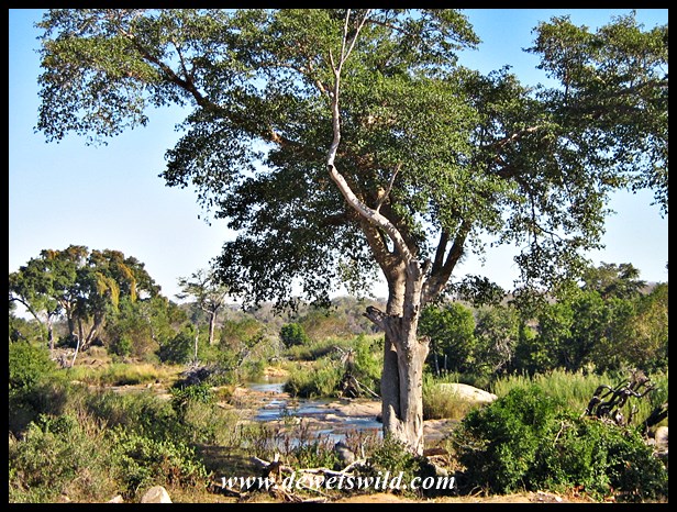 View over the Sabie River
