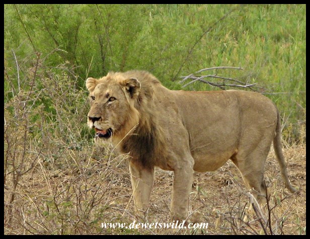 Young male lion along the Sabie River road