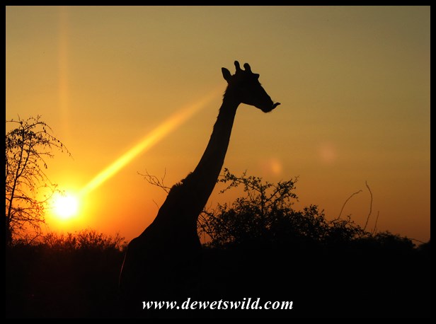 Sunrise giraffe