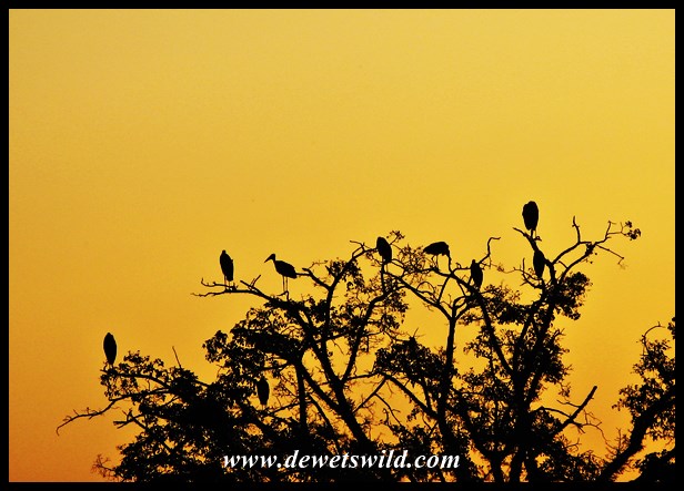 Marabou roost near Skukuza