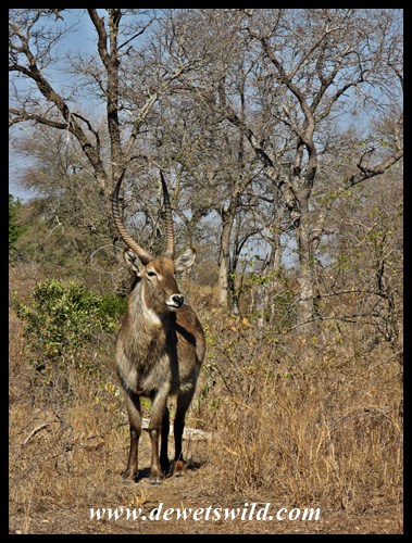 Waterbuck