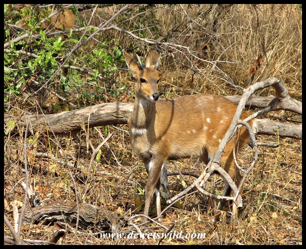 Bushbuck are very common along the Sabie