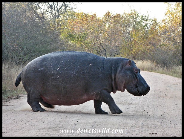 Tubby crossing the Salitje Road (S30)