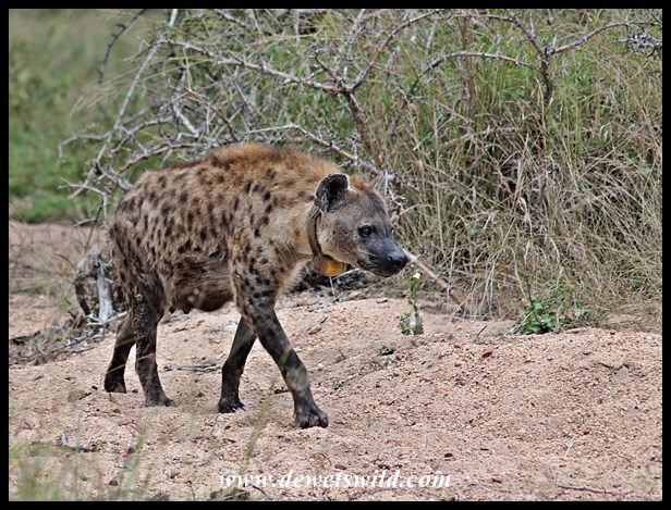 Hyenas on the S65