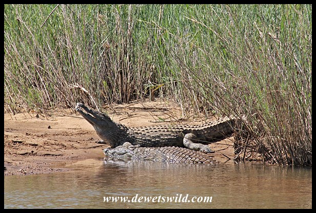 Crocodiles in the Sabie River