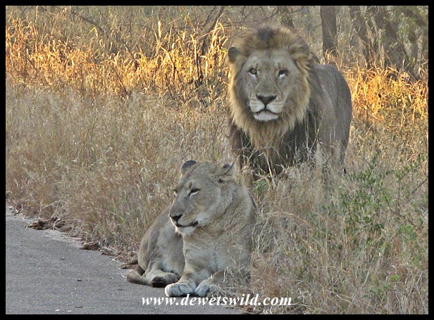 Mating pair of lions on the road to Tshokwane