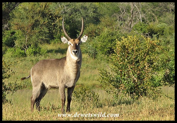Waterbuck, S100