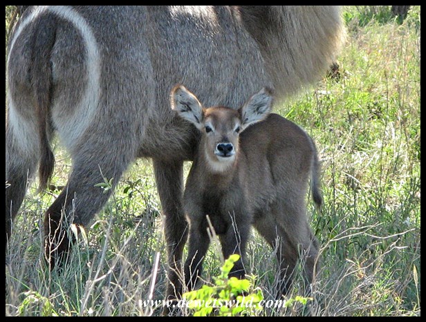 Waterbuck, S41