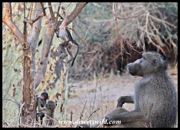 Shingwedzi jungle-gym