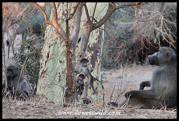 Shingwedzi jungle-gym