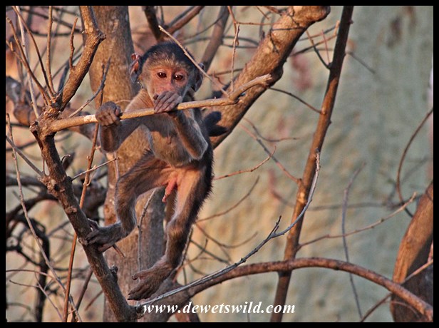 Shingwedzi jungle-gym
