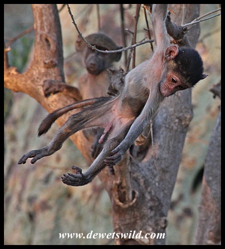 Shingwedzi jungle-gym