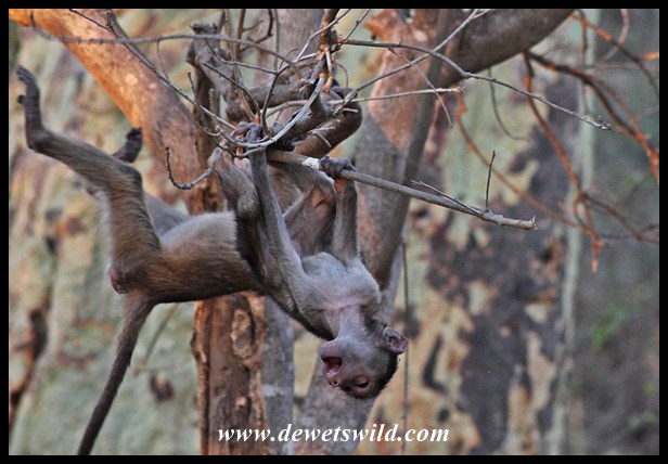Shingwedzi jungle-gym